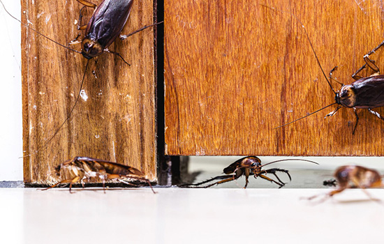 Control de plagas profesional